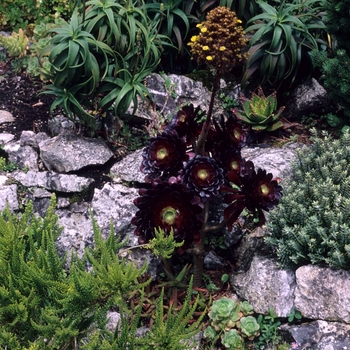 Aeonium arboreum 'Atropurpureum' - Thickleaf Aonium
