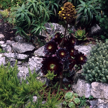 Aeonium arboreum - Aeonium 'Atropurpureum'