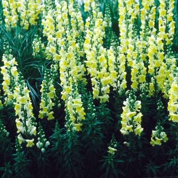 Antirrhinum majus 'Liberty Yellow' - Snapdragon