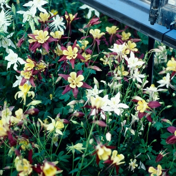 Aquilegia - Columbine 'McKana's Giant Mix' Columbine