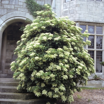 Hydrangea anomala subsp. petiolaris - Hydrangea 'Climbing'
