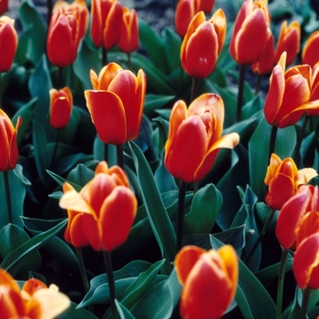  - Tulips