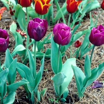 Tulipa - Tulip 'Multiple Varieties'