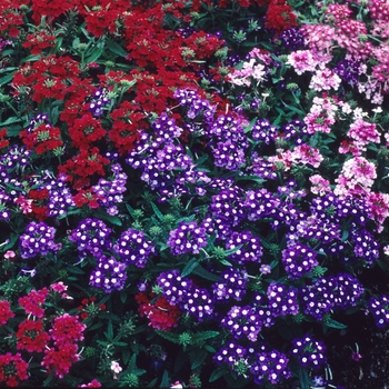 Verbena hybrid - Verbena 'Quartz Mix'