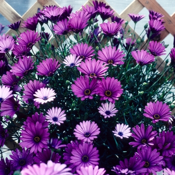 Osteospermum (African Daisy) - Osteospermum 'Astra Purple'
