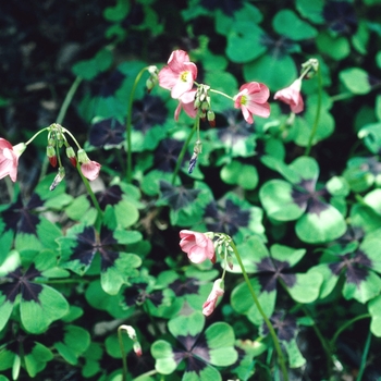 Oxalis deppei (Shamrock) - 4 Leaf Clover 