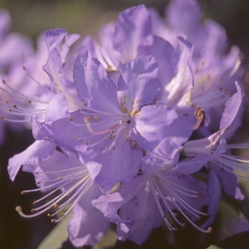 Rhododendron - Rhododendron 'Blue Diamond'
