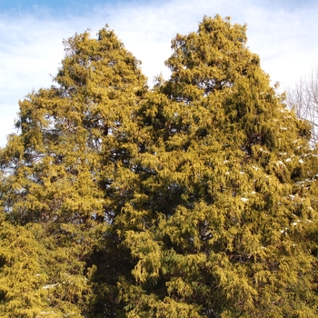 Chamaecyparis pisifera - Golden Chamaecyparis