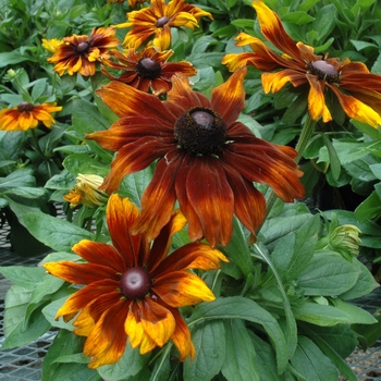 Rudbeckia hirta (Black Eyed Susan) - Rudbeckia 'Autumn Colors' 