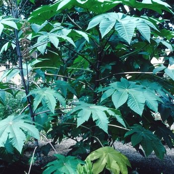 Ricinus communis - Castor Bean