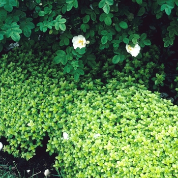 Origanum vulgare - Oregano 'Golden'