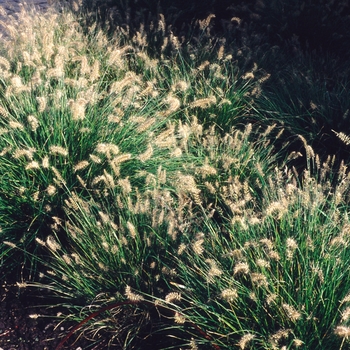 Pennisetum alopecuroides - Bunny Tails Grass