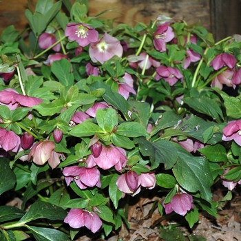 Helleborus orientalis 'Royal Heritage' - Lenten Rose