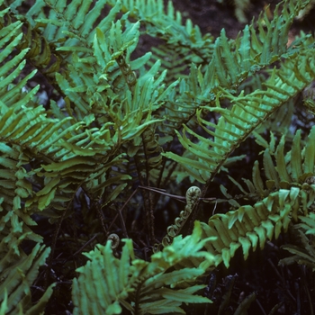 Blechnum spicant - Deer Fern