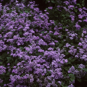 Ageratum houstonianum (Floss Flower) - Ageratum 'Multiple Varieties'