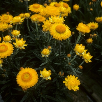 Bracteantha 'Mohave' - Strawflower