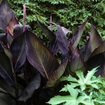 Canna x generalis 'King Humbert' - Canna Lily