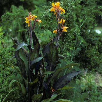 Canna x generalis 'Wyoming' - Canna Lily