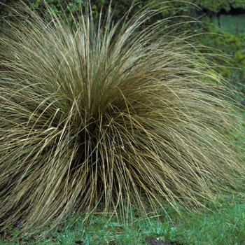 Carex testacea - New Zealand Sedge