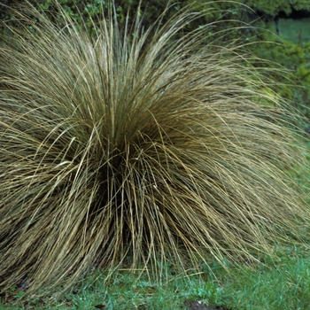 Carex testacea - Sedge 'New Zealand'