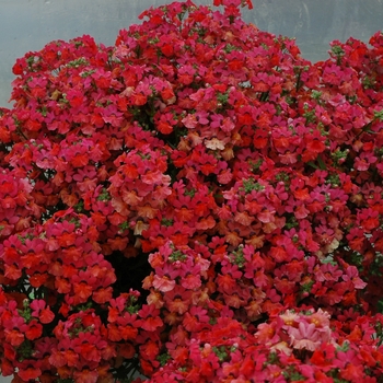 Kalanchoe blossfeldiana - Kalanchoe