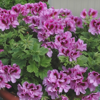 Pelargonium domesticum - Martha Washington Geranium