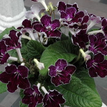 Streptocarpus - Ladyslippers