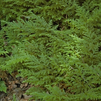 Selaginella moellendorffii - Club Moss