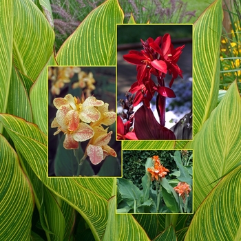 Canna generalis - Canna Lily 'Multiple Varieties'