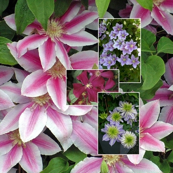 Clematis - Clematis 'Multiple Varieties'