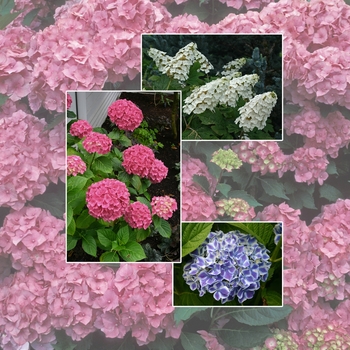 Hydrangea - Hydrangea 'Multiple Varieties'