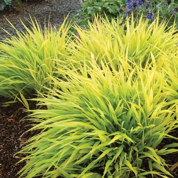Hakonechloa macra - Japenese Forest Grass 'All Gold'
