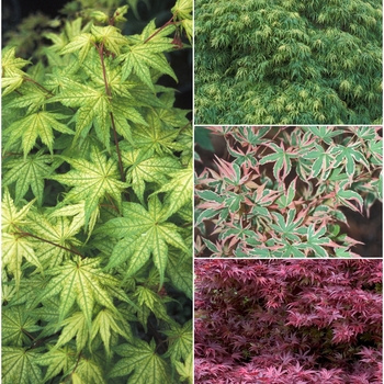Acer palmatum - Japanese Maple 'Multiple Varieties'