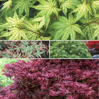 Acer palmatum - Multiple Varieties - Japanese Maple