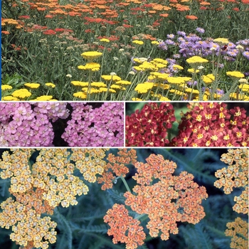 Achillea - Yarrow 'Multiple Varieties'