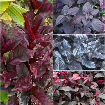 Multiple Varieties - Alternanthera