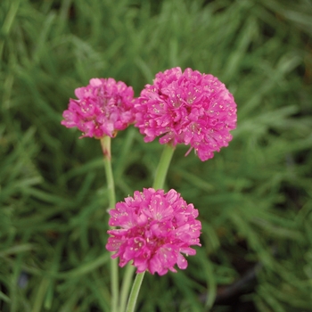 Armeria maritima - Thrift 'Dusseldorf Pride' 