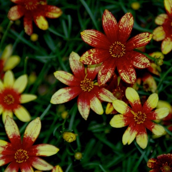 Coreopsis verticillata - Tickseed 'Route 66' 