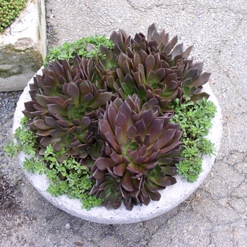Echeveria - Echeveria 'Black Prince'
