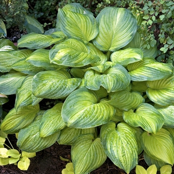 Hosta - Hosta 'Guacamole'
