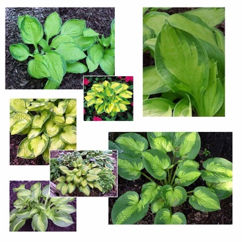 Hosta 'Multipel Varieties' - Plantain-lily
