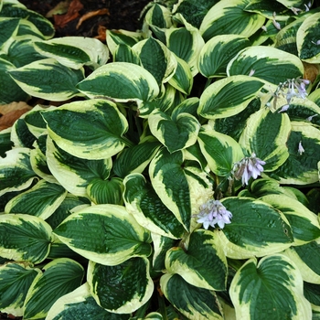 Hosta - Hosta 'Wide Brim' 