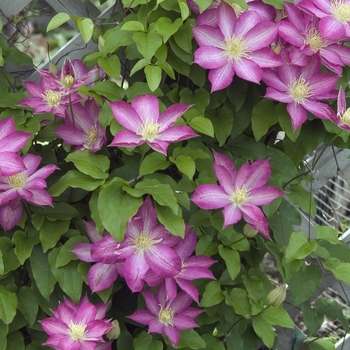 Clematis - Clematis 'Asao'
