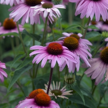 Echinacea purpurea - Coneflower 'Magnus'