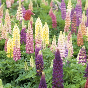 Lupinus 'Gallery Mix' - Mixed Lupine