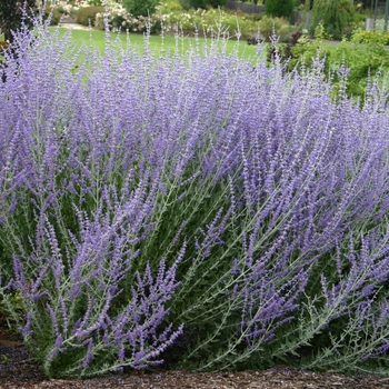 Perovskia atriplicifolia - Russian Sage