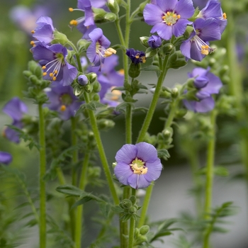 Polemonium boreale - Jacob's Ladder 'Heavenly Habit'