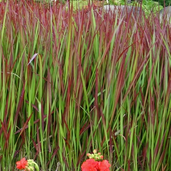 Imperata cylindrica - Japanese Blood Grass 'Red Baron'
