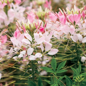 Cleome hassleriana 'Spider Flower' - Cleome 'Spider Flower'