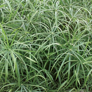 Cyperus involucratus 'Umbrella Grass' - Baby Tut™